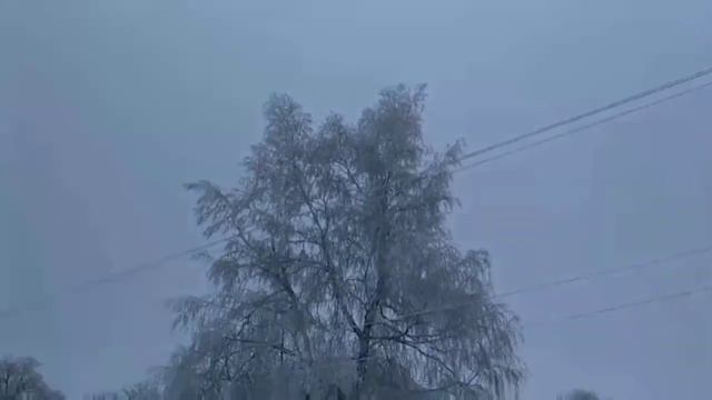 Пасмурный день.Иней на деревьях. смотреть онлайн