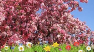 Яблоня декоративная Рудольф ? Обзор: посадка и уход. крупномеры яблони: описание и особенности