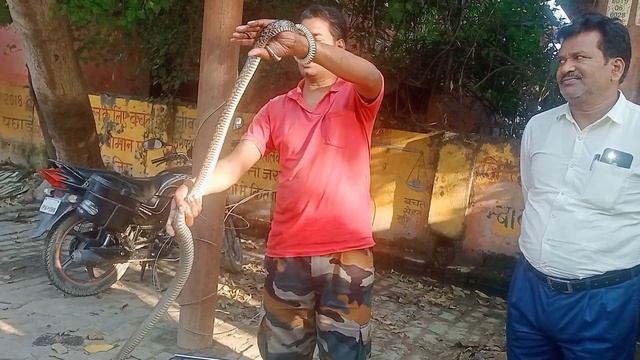 हरदोई जिला महिला अस्पताल के पास निकला 8 फीट लम्बा सर्प , वनविभाग टीम के साथ किया रेस्क्यू смотреть онлайн