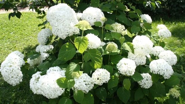Классика из моды не выходит! Гортензия древовидная Аннабель - посадка гортензии, уход за гортензие смотреть онлайн