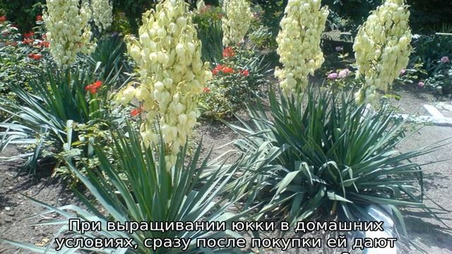 Садовый цветок юкка: посадка и уход смотреть онлайн