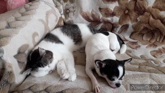 ВАКЦИНАЦИЯ собак: график прививок, выбор вакцины, подготовка ? смотреть онлайн