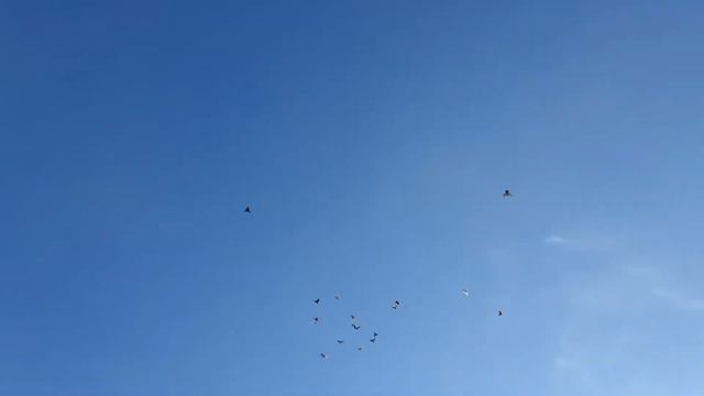 Бойные голуби Асха Талдыкорган. Вторая стая, Сплошная и пёстрые масти. Голуби детства.