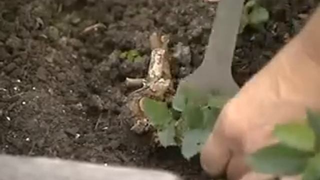 Сюжет: Сажаем розы смотреть онлайн