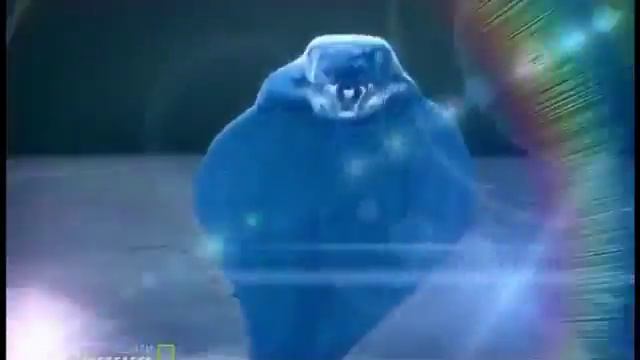 A Cobra de Óculos Vs O Mangusto Cinzento Da Índia смотреть онлайн