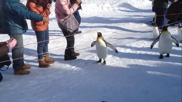 [Real/CrappyCamRec] Penguin walking parade in Hokkaido смотреть онлайн