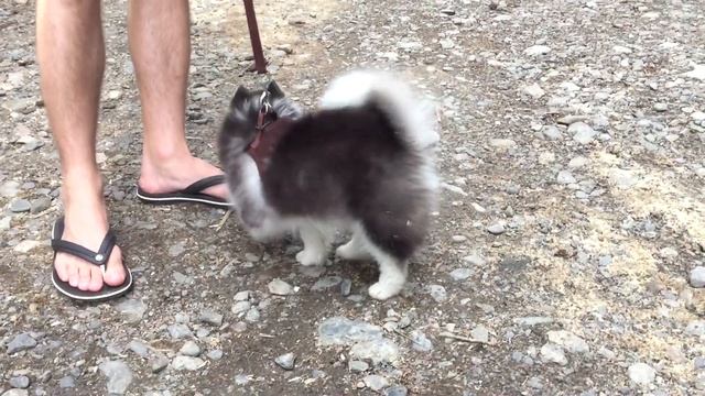 ПОМСКИ/ПОМЕСЬ ХАСКИ И ШПИЦА/POMSKY смотреть онлайн