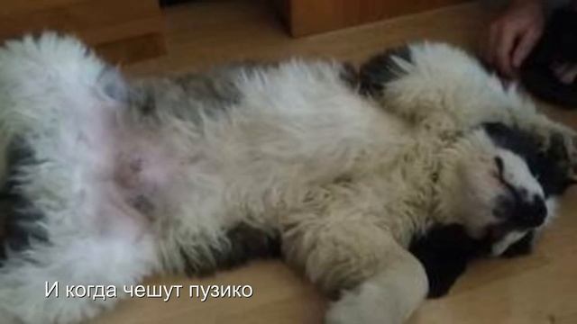 В память о Барри / In memory of St.Bernard Barry смотреть онлайн