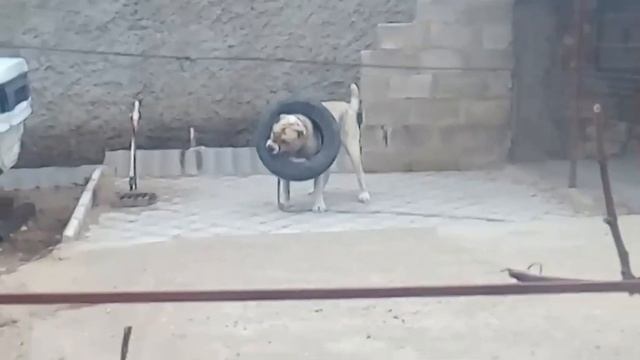 Азиат танцует с покрышкой от автомобиля смотреть онлайн