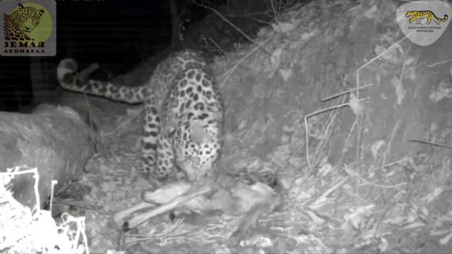 Перепись редких кошек началась на «Земле леопарда» \ Photomonitoring for wild cats смотреть онлайн