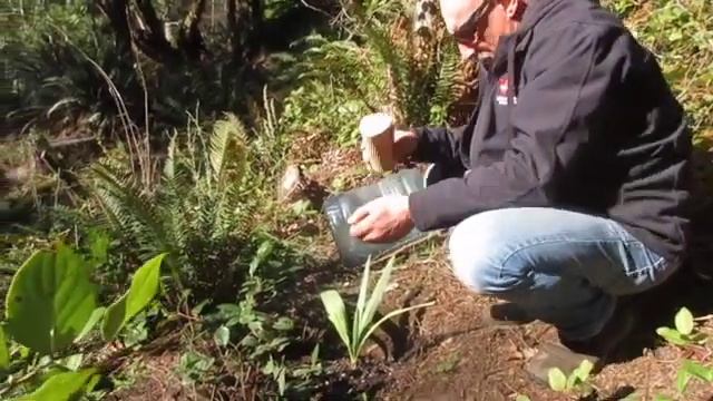 Fertilizing your Dwarf Blue Palmetto . Sabal minor palm смотреть онлайн