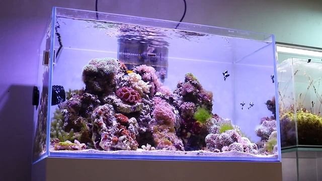 Marine aquarium 112l: relax video | Мой морской аквариум смотреть онлайн