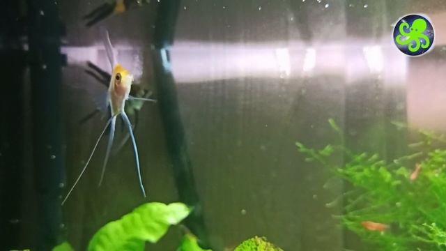 Скалярии кои в новом аквариуме