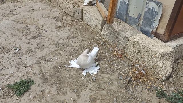 Может ли голубь летать 17 часов? смотреть онлайн