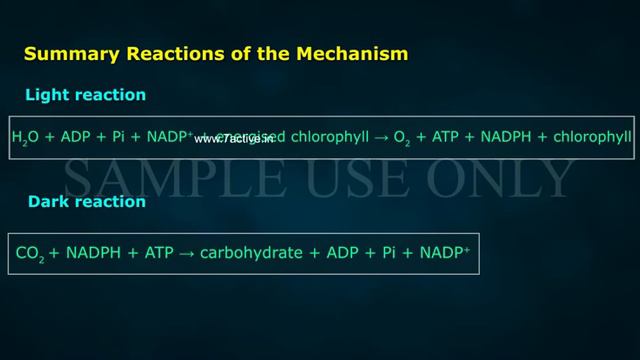 WHAT IS LIGHT REACTION_PART 01 смотреть онлайн