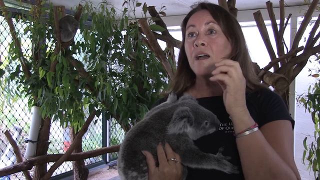 What does the future look like for koalas? Find out from Dr Christine Hosking смотреть онлайн
