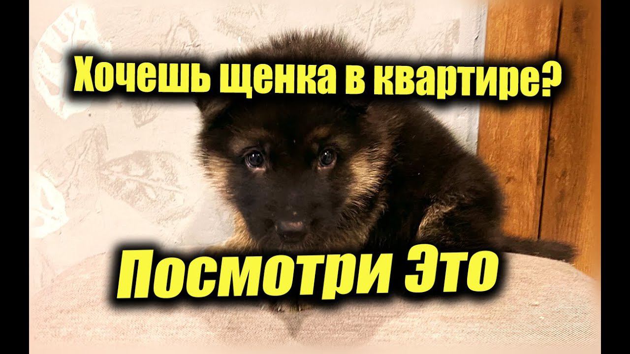 Овчарка в квартире, это нужно знать перед тем как завести щенка немецкой овчарки в квартире! смотреть онлайн
