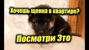 Овчарка в квартире, это нужно знать перед тем как завести щенка немецкой овчарки в квартире!