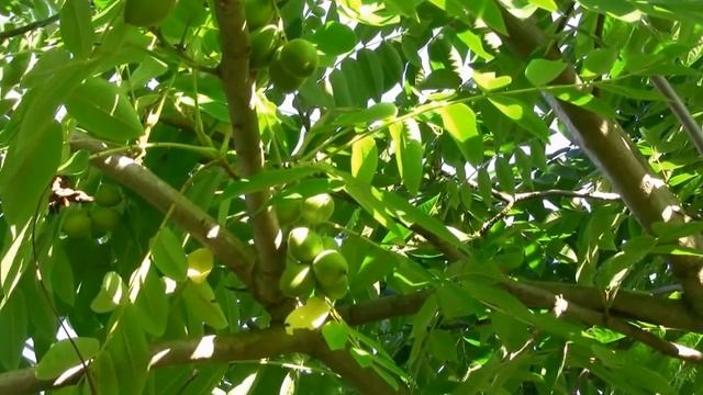 Орех Зибольда или айлантолистный в Петербурге - съедобный и зимостойкий смотреть онлайн