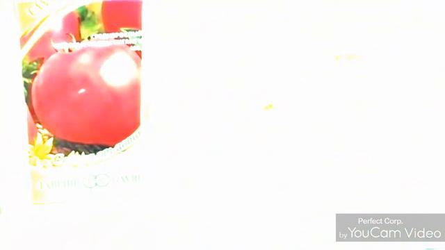 Замачивание семян познеспелых сортов томата. смотреть онлайн