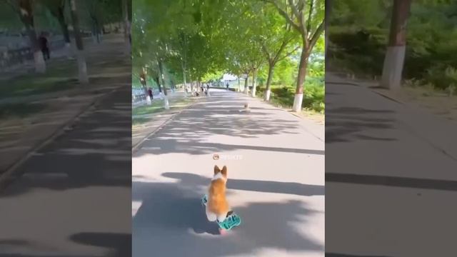 пс пранкер смотреть онлайн