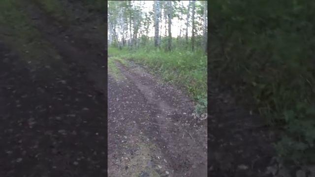 Рыбалка. Медведь. Защита от медведя. #Shorts #рыбалка #медведь смотреть онлайн