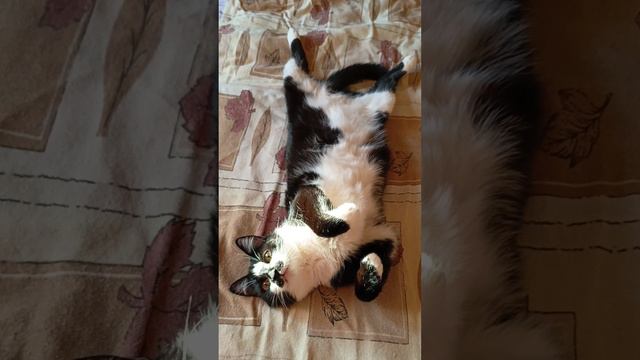 Как к котику Барсику Морозко приходил. смотреть онлайн