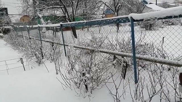 где посадить виноград на даче смотреть онлайн