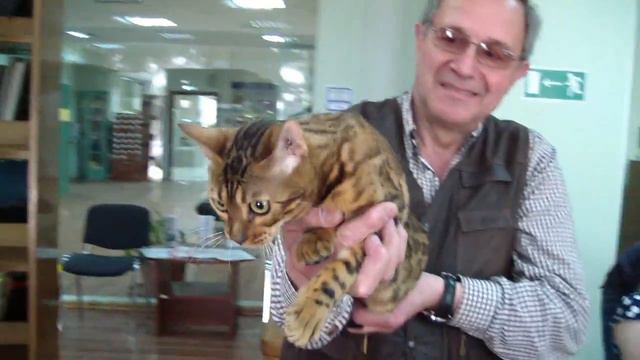 Клип №0609 - выставка кошек PCA online смотреть онлайн