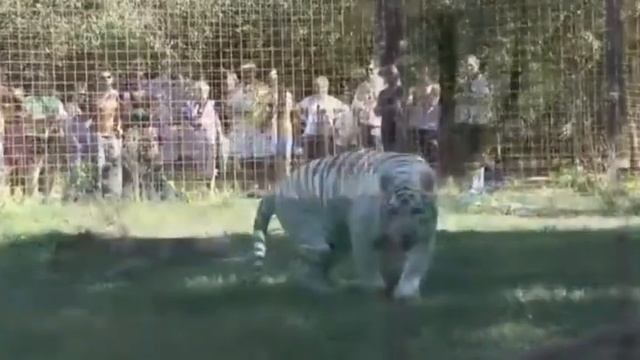 Lion And Tiger Making Love /Lion And Tiger Mating / Tiger And Lion Mating / Lion Mate With Tiger смотреть онлайн