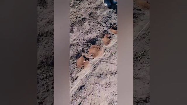 Сажаем картофель с биогумусом. Опыт на своём участке. смотреть онлайн