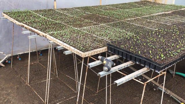 Подготовить рассадное отделение. Как вырастить рассаду самому. Рассада.