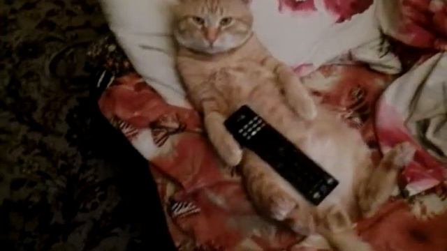 Кот Вася как царь смотреть онлайн