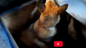 Поездка в лес на вездеходе Газ 73 гтму закончилась печально