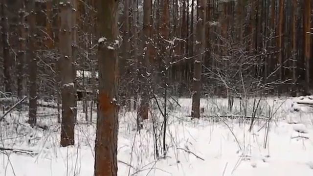 Взяли зайчика зима 2017 смотреть онлайн