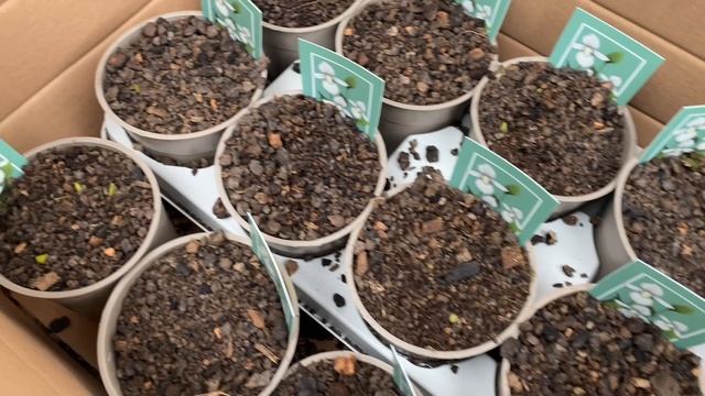 Садовые башмачки, весна 2024, какого качества получили и рассылаем своим заказчикам смотреть онлайн