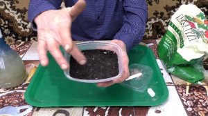 Новый - Присыпной !  способ посева семян табака на рассаду.