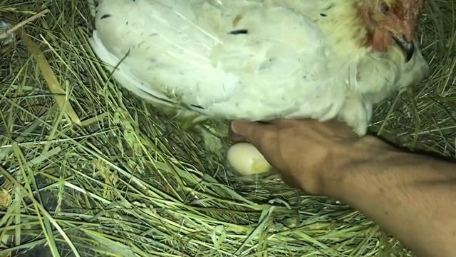 Вывод цыплят Брама / Новая порода в Хозяйстве / Заготовка Сена / Домашняя продукция самая лучшая смотреть онлайн