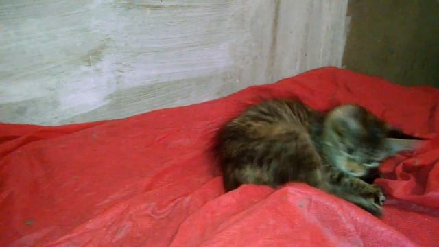 Мейн кун Кошечка Шоу класса Зайка дикого окраса Окрас Таби смотреть онлайн