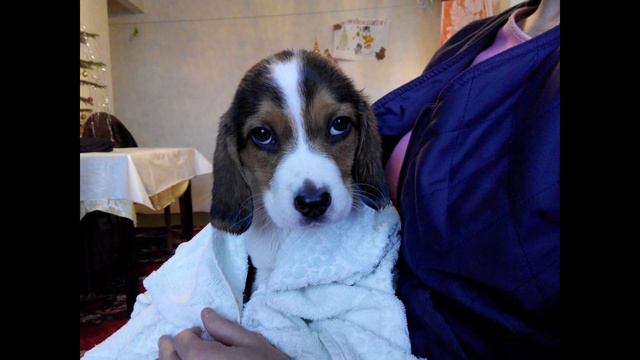 Наша Аюля. Первые месяцы жизни. смотреть онлайн