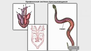 Строение пресмыкающихся