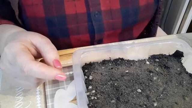 СЕЛЬДЕРЕЙ, СПОСОБ ПОСЕВА .ШАБО УДИВИЛА. смотреть онлайн