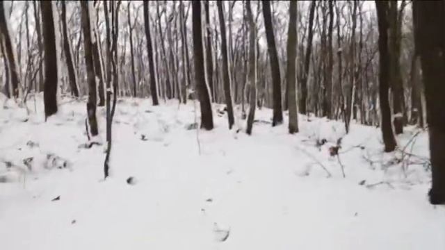 Охота на зайца г.Валуйки ноябрь 2017г. смотреть онлайн