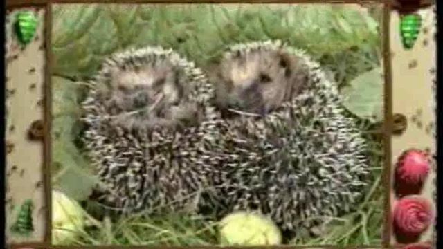 Пьяные ёжики (Drunken hedgehogs) смотреть онлайн