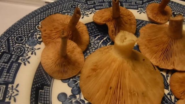 Что за грибы смотреть онлайн