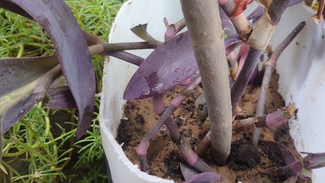 PURPLE HEART/PURPLE  QUEEN/ TRADESCANTIA PALLIDA-BEST INDOOR & OUTDOOR  PLANT WITH LOW MAINTENANCE