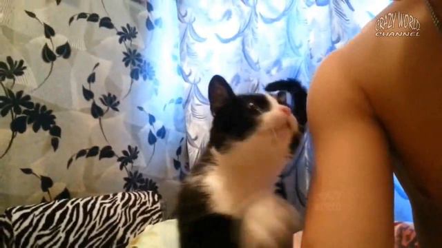 Disco Modern Май Ласковый Кот - Love cat with you magic friends nostalgia remix смотреть онлайн