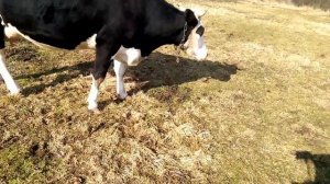 У коровы нет ОХОТЫ, ждать больше нельзя...Ставим Эстрофан.