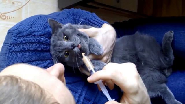 Как кормить больного кота смотреть онлайн