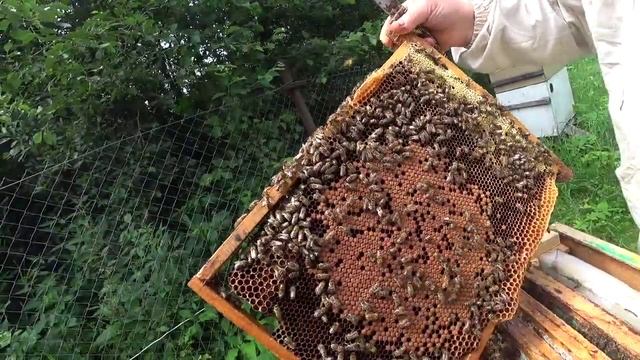 Развитие отводка с маткой, которая была заключена в клетку на 10 дней. Пасека Лаврова.